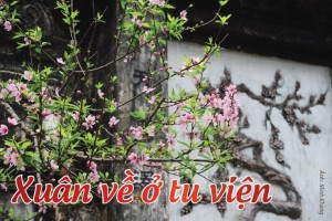 Xuân về ở tu viện