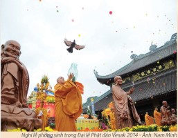 Bàn về phong tục “phóng sinh”