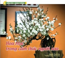 Hoa Mai trong cảm thức người xưa