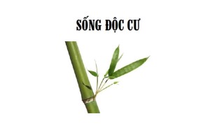 Sống độc cư