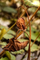 “Tà sư” lộng hành