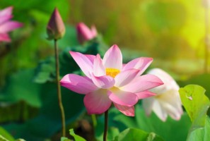 Tôn giáo và vấn đề "bảo vệ nền dân chủ"