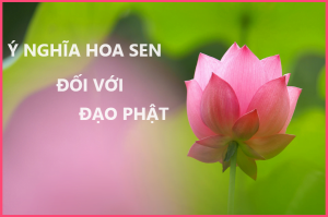 Ý nghĩa hoa sen đối với đạo Phật