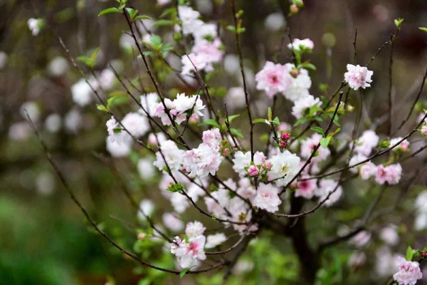 Thiền sư Huyền Quang và hoa mai