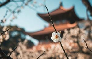 Tìm hiểu về thể loại Kệ Phật giáo