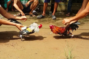 Khi cờ bạc là nghiệp lực kéo cả gia đình xuống vực