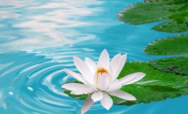 Tính thấy không sinh diệt qua thiền kệ “Quang minh tịch chiếu…”