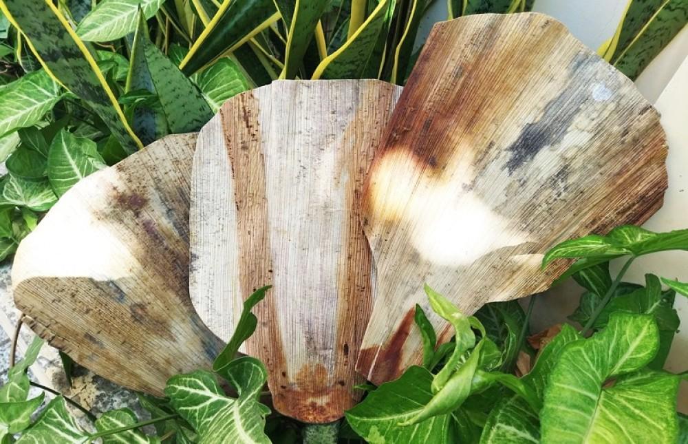 Hè về nhớ quạt mo cau