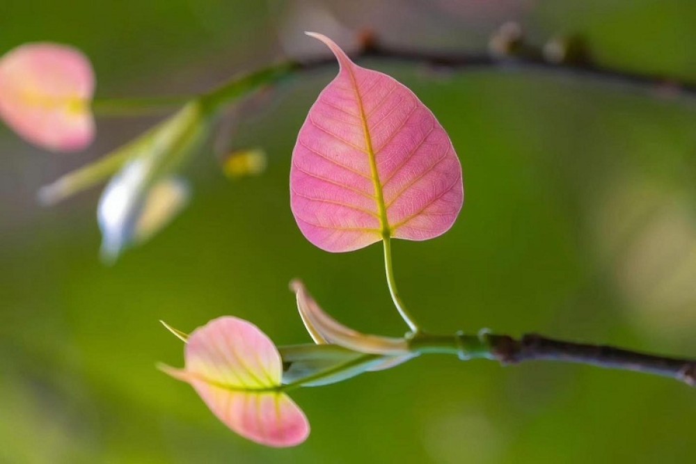 Lá Bồ đề - trong văn hóa, nghệ thuật trang trí