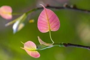 Lá Bồ đề - trong văn hóa, nghệ thuật trang trí