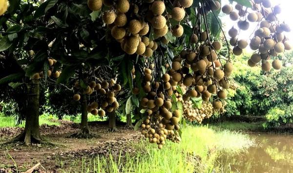 Ngọt ngào vị nhãn quê hương