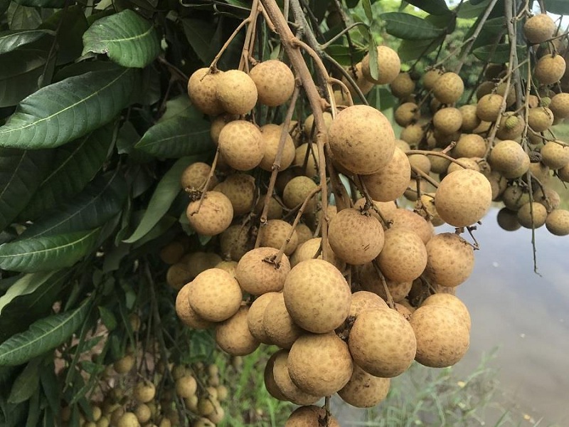 Nhãn lồng quê tôi vốn nổi tiếng quả to, cùi dày và vị ngọt thanh... Nhãn lồng quê tôi vốn nổi tiếng quả to, cùi dày và vị ngọt thanh...