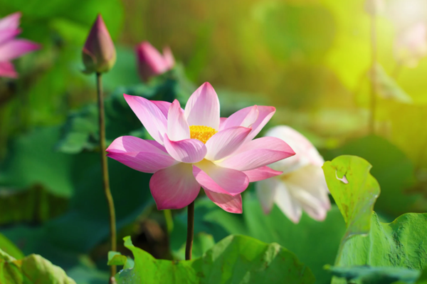 Hình ảnh chỉ mang tính chất minh hoạ. Ảnh sưu tầm. Hình ảnh chỉ mang tính chất minh hoạ. Ảnh sưu tầm.