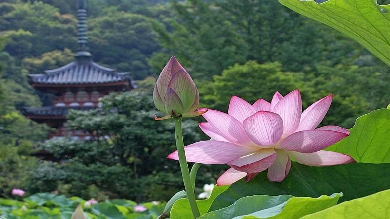 Phật giáo với văn hóa dân tộc Việt Nam