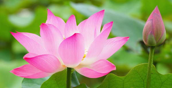Ảnh sưu tầm. Ảnh sưu tầm.