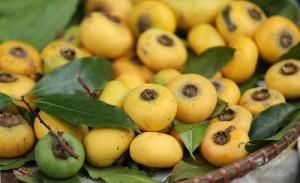 Mùa thị chín gợi nhớ ký ức tuổi thơ