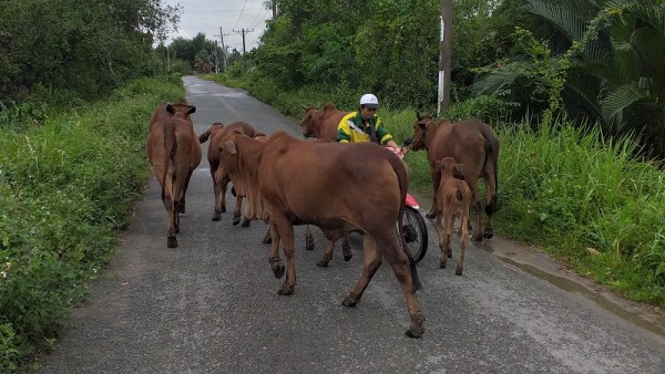 Nguy hiểm tình trạng thả rông gia súc ven đường