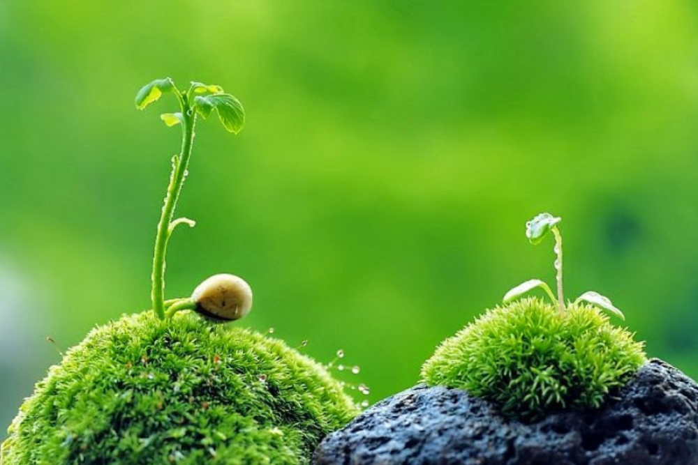 Hiểu đúng về: Sinh nghiệp, trì nghiệp, chướng nghiệp, đoạn nghiệp
