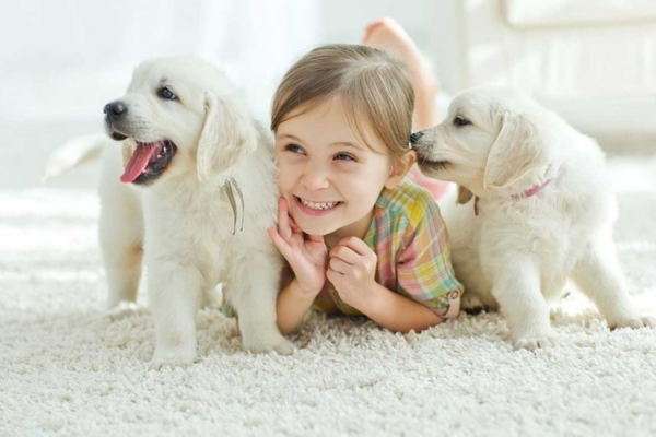 Nuôi chó và tình trạng trẻ bị chó cắn