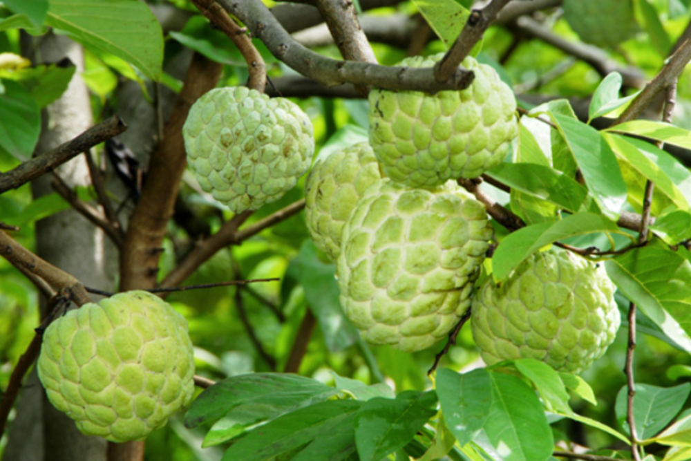 Mùa na chín - nhớ ngoại