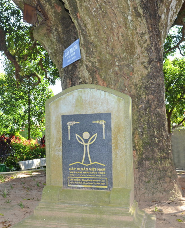 Cây cổ trong chùa Phổ Minh (Ninh Bình). Ảnh sưu tầm.