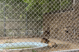 Vườn thú Karachi: Giáo dục hay bình thường hóa giam cầm?