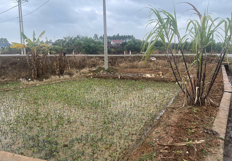 Những mầm xanh vươn mình sau bão lũ từ mảnh ruông rau muống mới gieo trồng