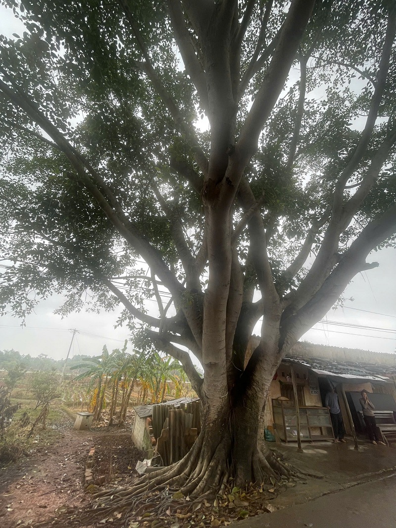 Cũng còn may,gốc đa hơn 40 năm tuổi che chắn phần nào cho ngôi nhà đã oằn mình, xiêu vẹo sau bão lũ.