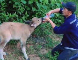 Chú nghé hiểu chuyện