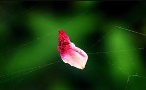 Gót mỏng đường trần