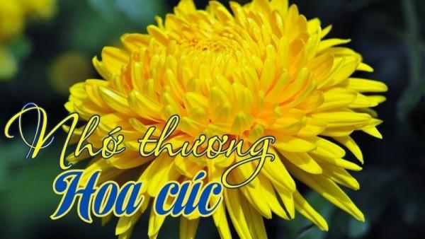 Nhớ thương hoa cúc