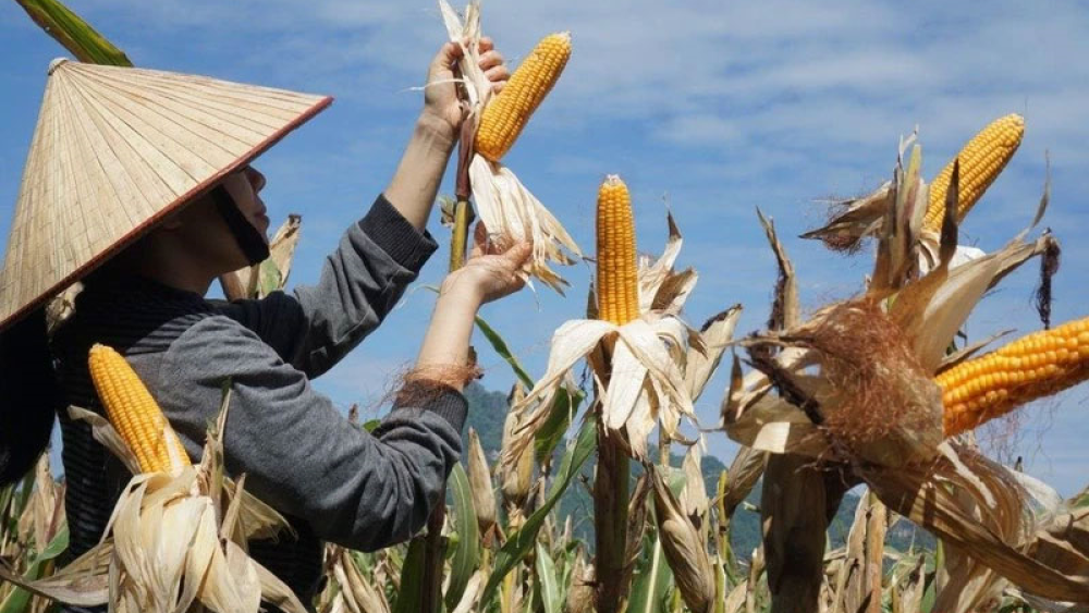 Nhớ vị ngô nướng tuổi thơ