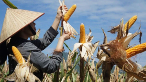 Nhớ vị ngô nướng tuổi thơ