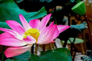 Đóa Sen nở giữa vườn Thiền