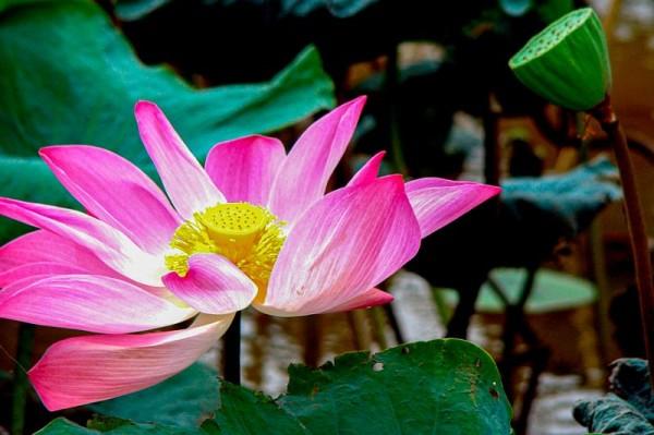 Đóa Sen nở giữa vườn Thiền