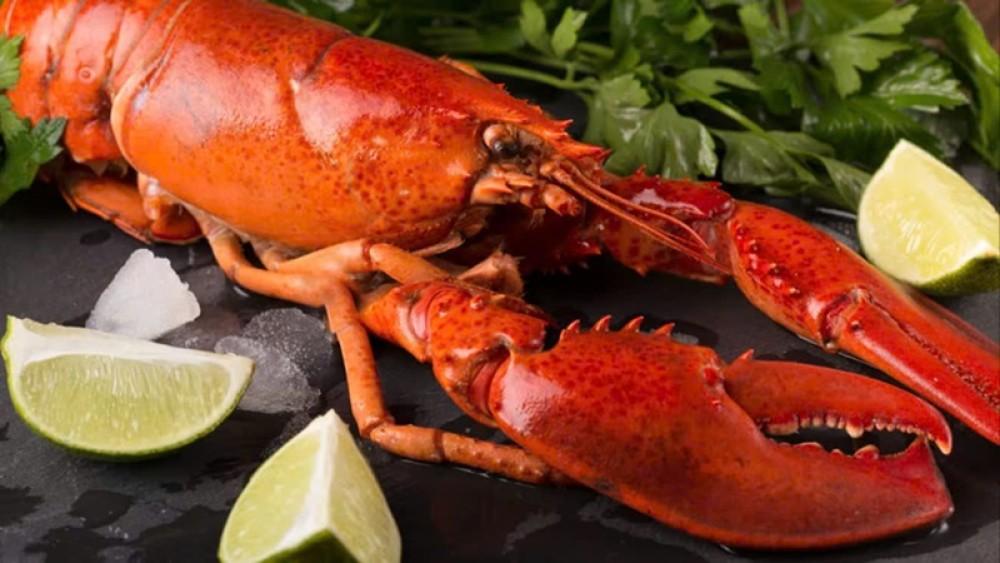 Suy nghĩ về việc nước Anh cấm luộc tôm hùm khi chúng còn sống