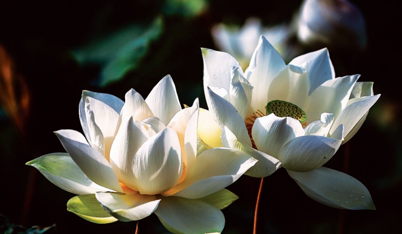 H&igrave;nh mang t&iacute;nh minh họa. Nguồn: Internet