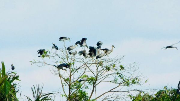 Tiếng vạc phương Nam