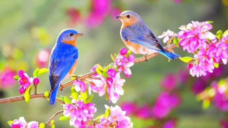 Tiết Lập Xuân - Khởi thiền quán Tâm