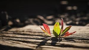 Lặng giữa vô thường