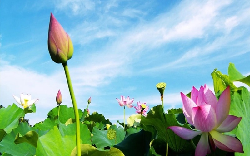 H&igrave;nh mang t&iacute;nh minh họa. Nguồn: Internet