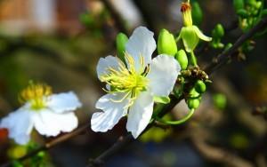 Bất chợt Xuân…