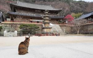 Hàn Quốc: Chùa Hwaeomsa tổ chức cuộc thi ảnh hoa mai đỏ, giải thưởng 10 triệu Won