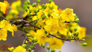 Tây Ninh: Chùa Khánh Ninh tổ chức chương trình hành hương đầu Xuân