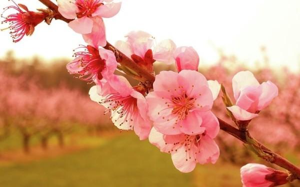 Xuân thật đẹp trong văn hóa dân gian và thi ca Việt