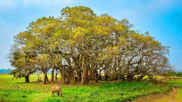 Di sản nghìn năm tuổi ở Phú Thọ