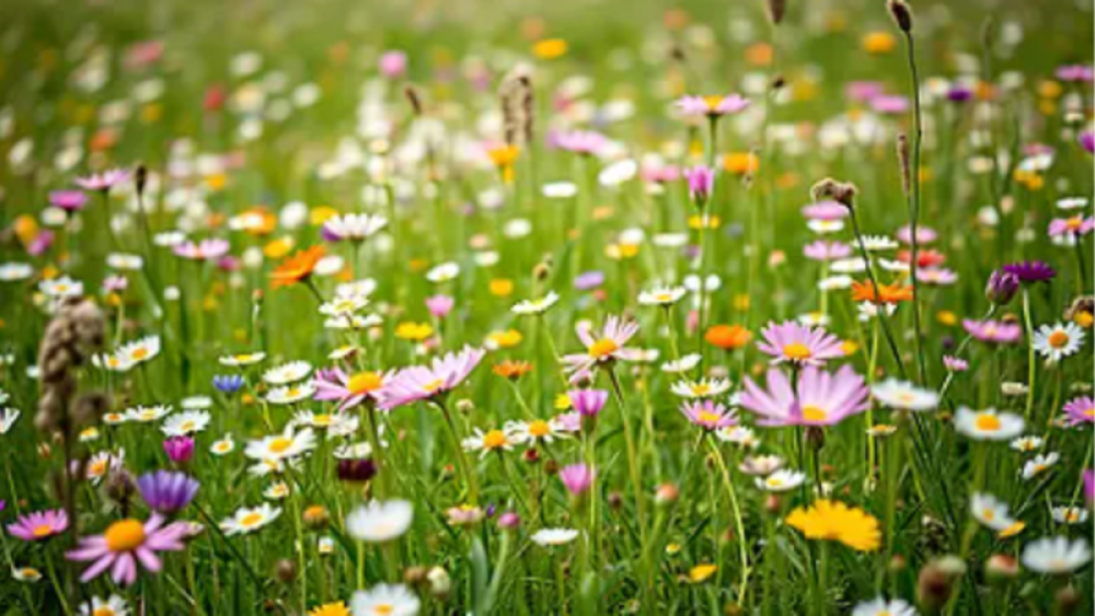 Cỏ dại và mưa xuân