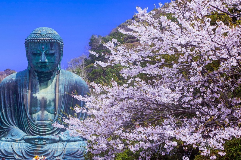 Hoa anh đ&agrave;o m&ugrave;a Xu&acirc;n nở rộ. (&copy; Harada Hiroshi)