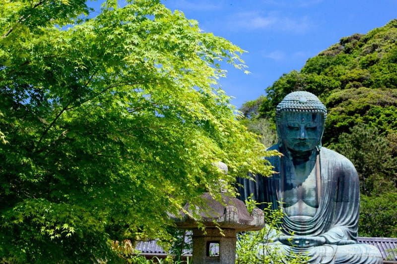 Sắc xanh tươi m&aacute;t của t&aacute;n l&aacute; đầu h&egrave;. (&copy; Harada Hiroshi)