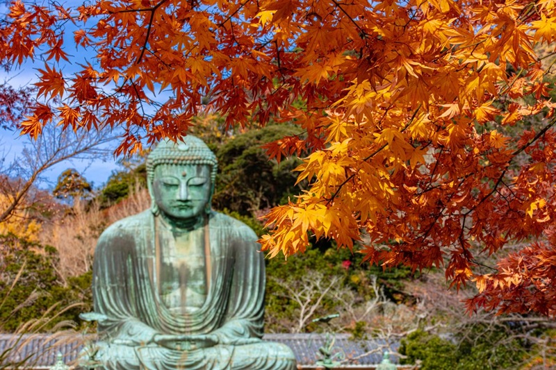 L&aacute; phong rực rỡ m&ugrave;a Thu. (&copy; Harada Hiroshi)